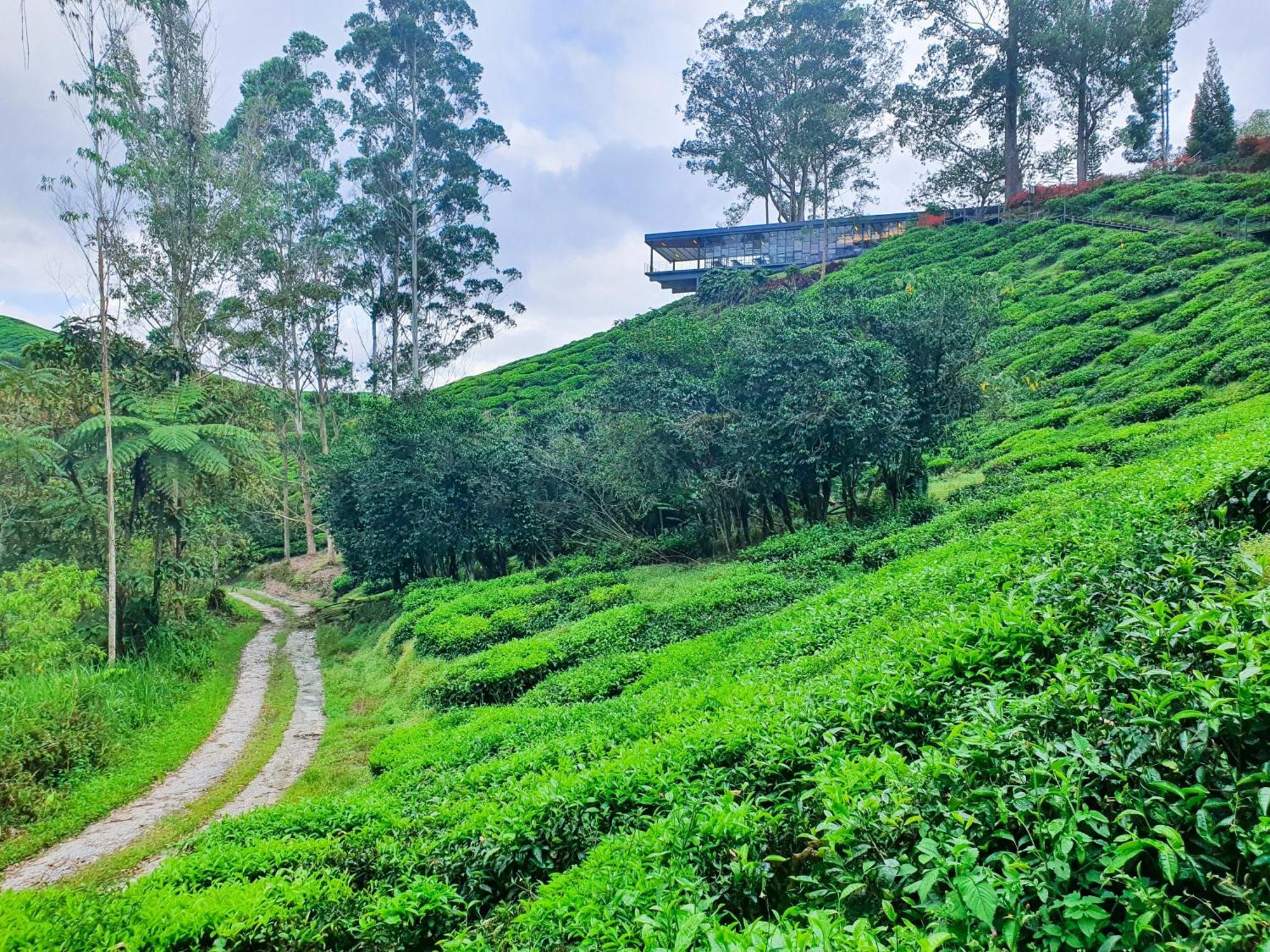 Mossy Forest Family Retreat Ii, 2-8 Pax, Камерон-Хайлендс Экстерьер фото